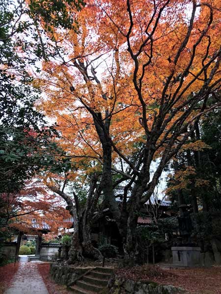 深田公園の木陰