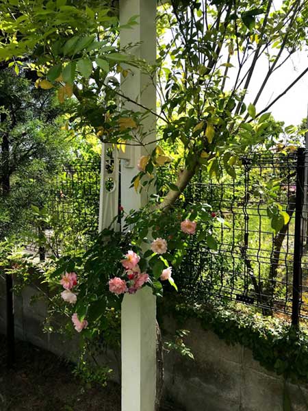 庭のバラ（富士が丘）